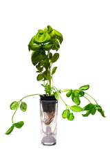 Green basil in a cup on a white background