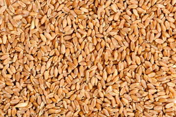 Background of wheat grains closeup, grain crop, cereals.