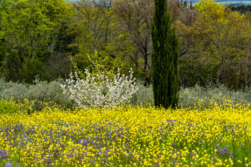 Die schöne Italienische Natur im Frühling