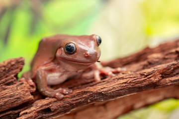 An Australian tree frog sits on the bark of a tree. The frog turns around and looks at the camera.