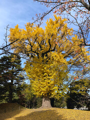紅葉した銀杏の木