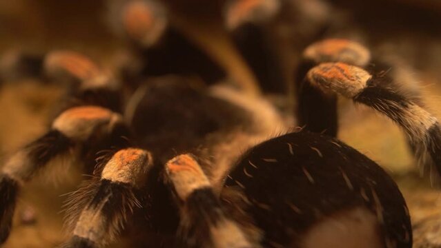 Mexican redknee tarantulas Abdomen Bold Spot After Defending By Spraying Urticating Hairs