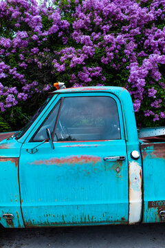 old abandoned truck with lilacs growing over