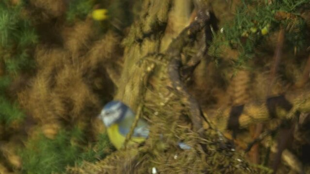 pair of birds, eurasian blue tit, cyanistes caeruleus, perched in gorse bush, ulex shrub, moving around in wind, fly off one by one