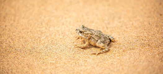 The frog sits on the sand on the shore of the lake. Beautiful wildlife landscape with place for text. The concept of protecting wildlife and ecology.