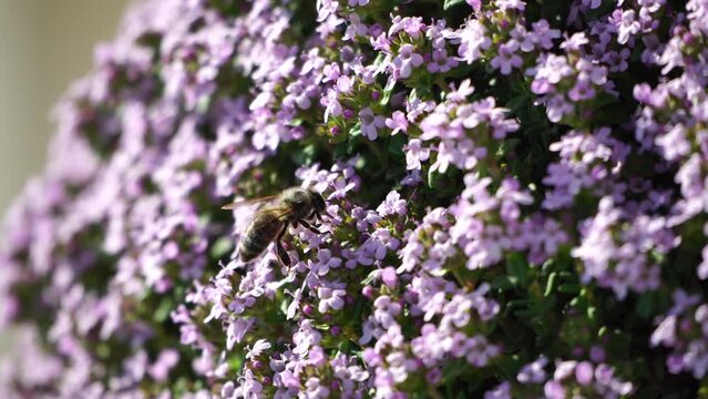 thyme plant in bloom and seeding, close-up of thyme plant with blue flowers. Bee sucks nectar and collects pollen from a thyme flower. Macro video of thyme flowers with a bee. Aromatic plant.