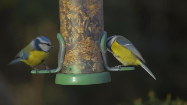 blue tits landing eating seed and flying away from hanging bird feeder