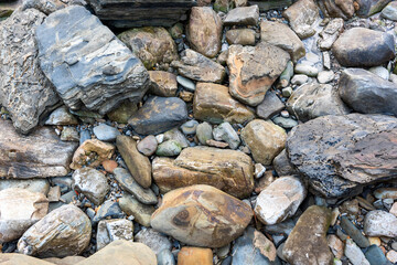 abstract, texture, rocks, plants, stone, rock, nature details for a background