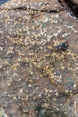 abstract, texture, rocks, plants, stone, rock, nature details for a background