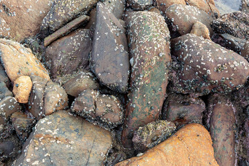 abstract, texture, rocks, plants, stone, rock, nature details for a background