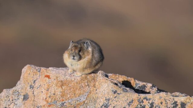 American Pika sitting on a rock grooming itself during the day, close up