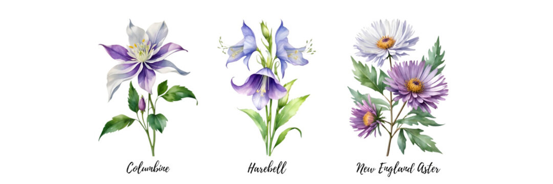 Watercolor paintings of various species of wildflowers. 