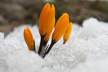 The first yellow crocuses in the spring garden