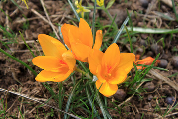 The first yellow crocuses in the spring garden