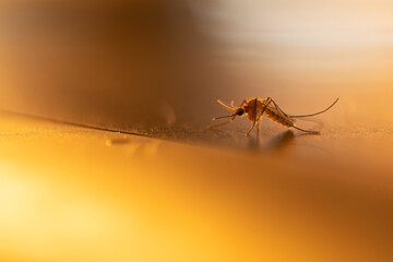 Close-up view of a mosquito on an orange metallic surface.