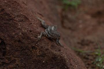 Lava lizard on lava rock, Galápagos.