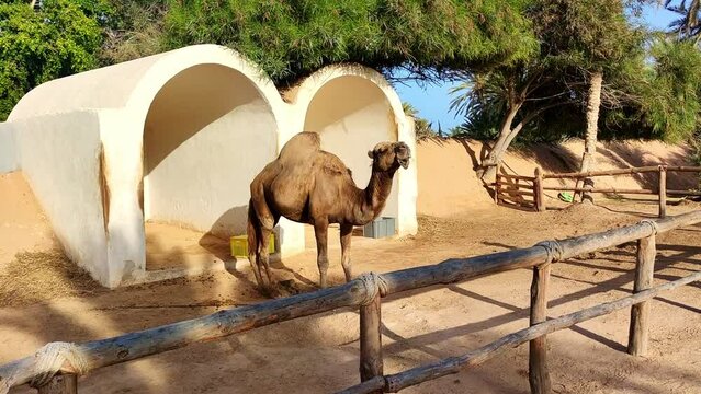 Camel standing in the enclosure, beautiful sunny day in the African desert