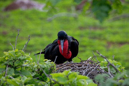 A male frigatebird (Frigata Magnificens). Gal&aacute;pagos Islands.