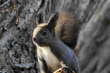 木の上で周りを見るエゾリス