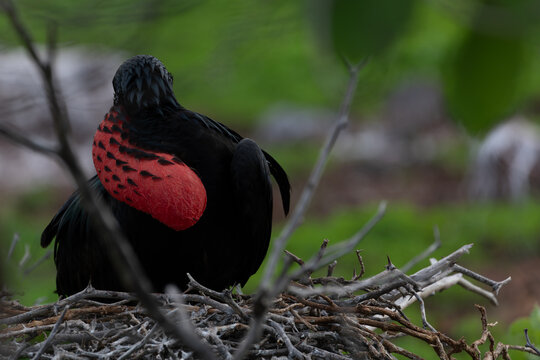A male frigatebird (Frigata Magnificens). Gal&aacute;pagos Islands.