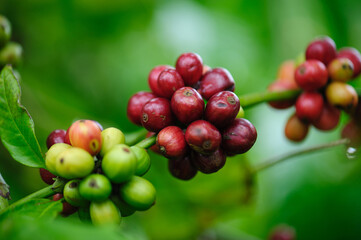 Coffee beans grow on tree