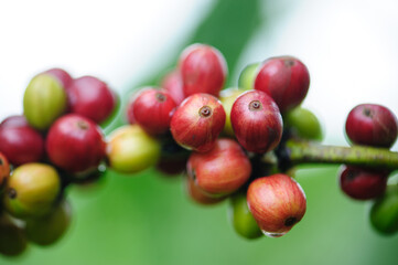 Coffee beans grow on tree