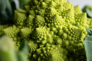 Romanesco Broccoli Cauliflower against a simple white background