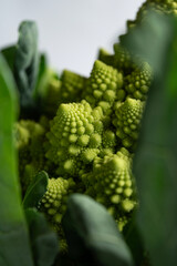 Romanesco Broccoli Cauliflower against a simple white background