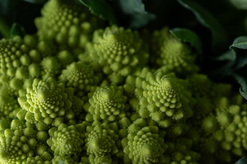 Romanesco Broccoli Cauliflower against a simple white background