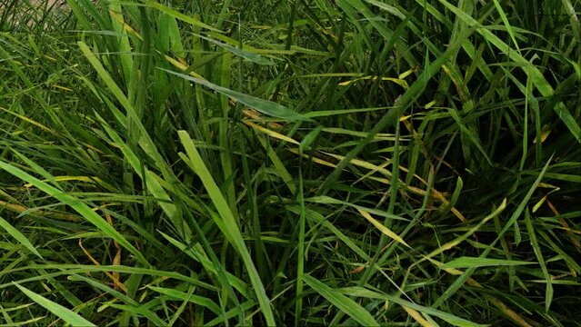 Noisy leaves rustling footage for noise reduction