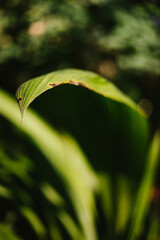 Tip of tropical leaf close up with out of focus greenery