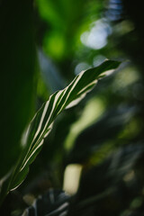 Striped tropical leaf with green forest bokeh behind
