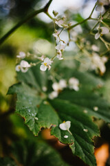 Light pink blossoms bloom on tree with green bokeh in background