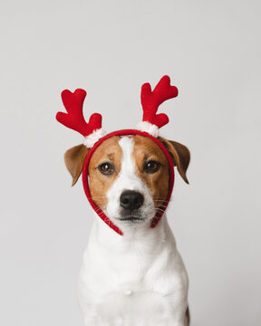 Jack Russell Terrier dog wearing reindeer antlers on white background