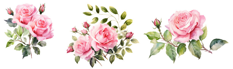 Vector watercolor roses and leaves, pink rose decoration painting,Valentine's Day Bouquet, Confession, Wedding