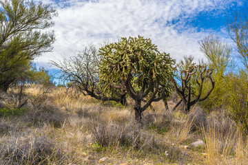 A Teddy Bear Cholla in Catalina SP, Arizona