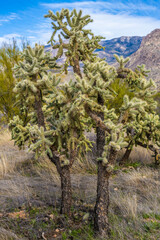 Fototapeta premium A Teddy Bear Cholla in Catalina SP, Arizona