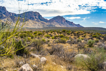 A long slender Saguaro Cactus in Catalina SP, Arizona