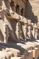 Egyptian sphinxes at Karnak temple, Luxor