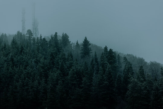 Moody frorest in Bakuriani, Georgia