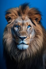 Majestic lion with a confident gaze, isolated on a vibrant blue background.