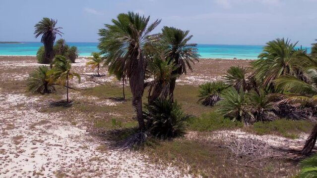 palm tree dates oasis tropical surrounded by turquoise sea water, drone shot