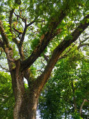 trees in the park