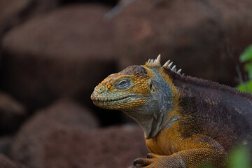 A Galapagos land (Conolophus subcristatus) Iguana on North Seymour Island, Galapagos.