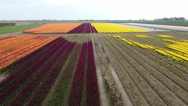 Large tulip field in the western part of the Netherlands.