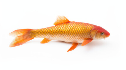 Fototapeta premium A goldfish with orange fins swims alone in clear water