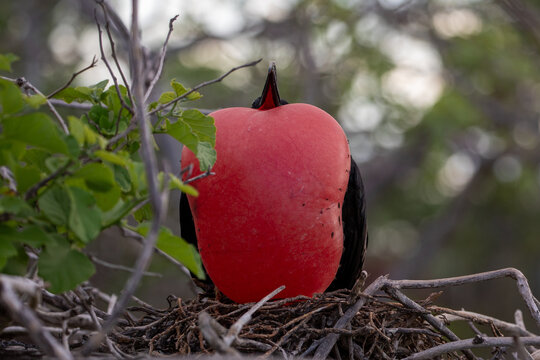 A male frigatebird (Frigata Magnificens) with his inflated guar sac.  Gal&aacute;pagos Islands.