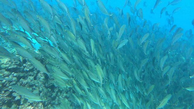 Tropical Fish 