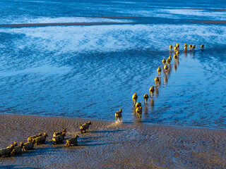Elks Run in Dafeng Elk National Nature Reserve in Yancheng
