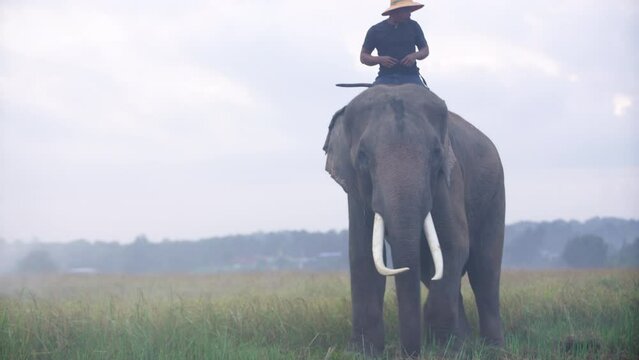 Thailand, A mahout rides an elephant at the rice field in the morning